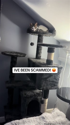 The Best Cat Tree for Your Feline Friend