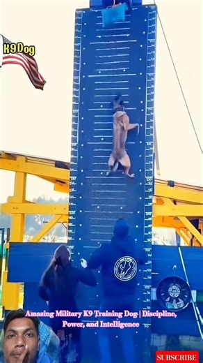 Amazing Military K9 Training Dog | Discipline, Power, and Intelligence #malinois #police #dog