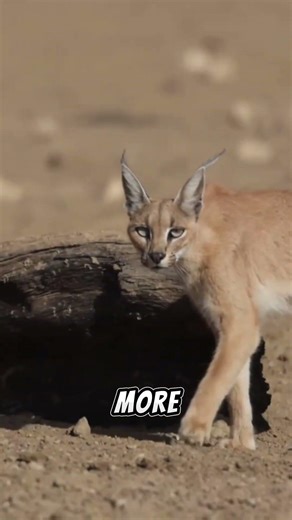 From Africa to Asia: 4 Wild Cats