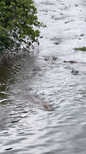 Ivan Carter on Instagram: "Beware: these incoming shapes will haunt your dreams, iconic Nile Crocodiles have existed for ages, no surprise! 🐊🆒"