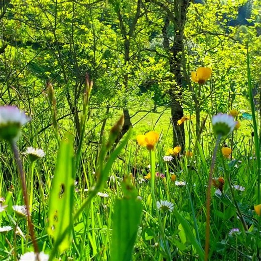 🌳 The soothing sounds of nature, help calm the mind and restore inner balance. | New Video