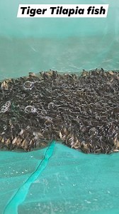 #Tilapia fish 01726091285 Fish farming in Bangladesh | AB Fishing
