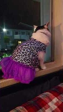 lil mama princess is angry in a dress