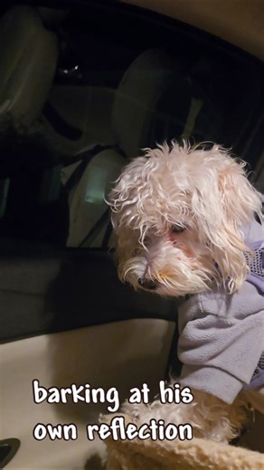 Silly puppy barking at himself #funny #puppy #fyp #trending #shorts