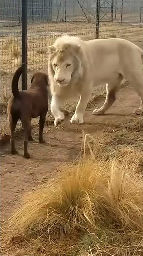 Funniest Cat and Dog Moments Ever😂#funny #pets #shorts