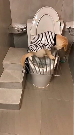 Golden Retriever Puppy Uses the Toilet Like a Human (We’re Shocked)#YouTubePetContent#ViralPetVideos