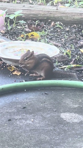 Little Chipmunk finds some food! nomnomnom