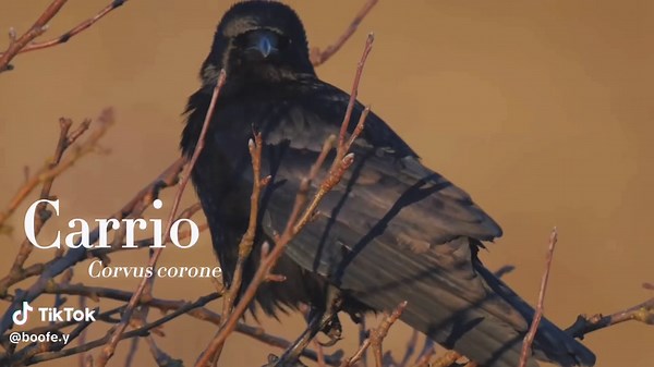 Crow edit for the crow enjoyers #crow #crowedit #birdedit #birds #edit #capcut #carrioncrow #hoodedcrow #americancrow #piedcrow #graycrow #collaredcrow #corvus