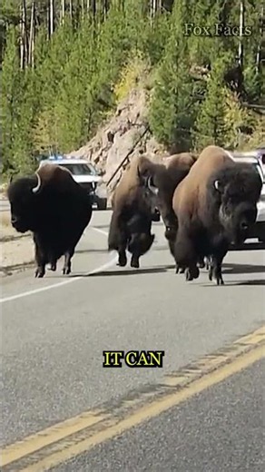 American Bison Can Run HOW Fast?! 🦬😳