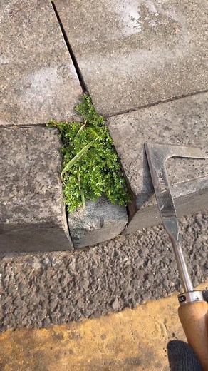 Best Tool for Grass in Concrete Crevices? | Driveway Crack Cleaning