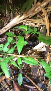 5.3M views · 78K reactions | Day and night herping habang masama ang panahon. #herping #animals #ForEducationalPurposesOnly | Kim Vlogs | Facebook