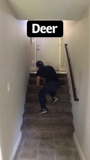 Animals Climbing Stairs: A Comedic Look