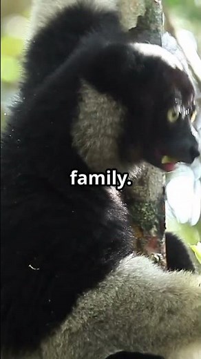 Adorable Lemurs of Madagascar: Fun Facts!