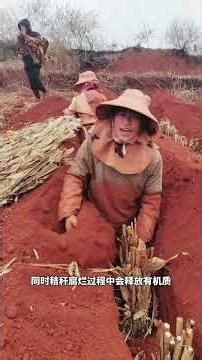 How to guide yam tubers to grow straight #AgriculturalPlanting