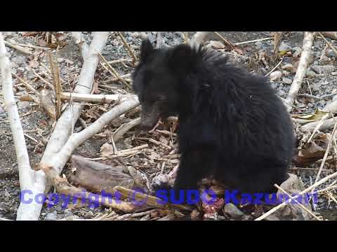 ニホンジカの腐肉を食べるツキノワグマ HD 1080p