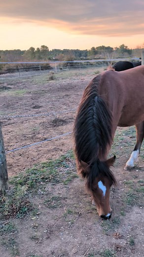 72K views · 595 reactions | le "snapping" (claquement de mâchoire) et...