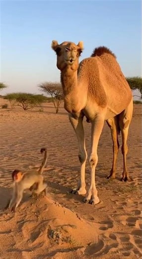 Wild Arena | Camel vs Lion – Ultimate Desert Showdown (8K Ultra Realistic)
