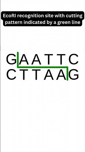 Eco R1: The Restriction Endonuclease #biotechnology #palindromicsequence #stickyends #cloning