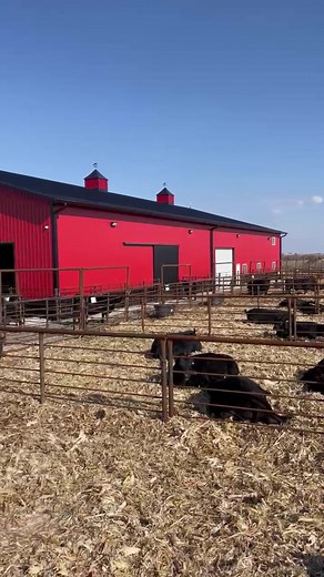 The cattle enjoyed the sunshine (and wind) on this 50 degree day in Southern Iowa, ready for the 95th Anniversary Hoover Angus Sale on Tuesday. Sale begins at 12:00 central on DVAuction! Videos at https://www.dvauction.com/video_catalogs/8534 Sale catalog, supplements and sale order at https://hooverangus.com/sales.html | Hoover Angus Farm