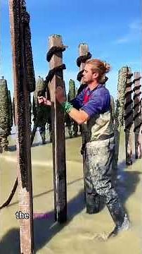 The Mesmerizing Art of Mussel Farming — Ropes, Tides, and Pure Ocean Skill