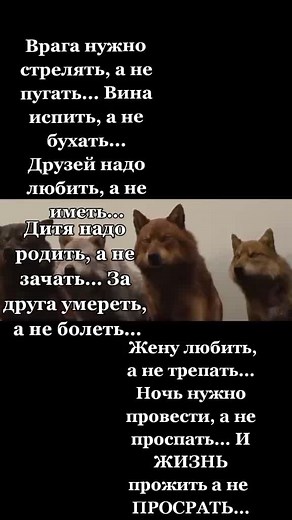 Exploring Wolves in Nature: Stunning Imagery and Text