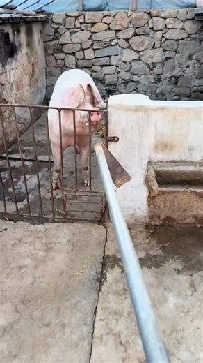 PiggFarming on Instagram: "🐖🐄 In this video, we’ll walk you through the best practices for safely transporting livestock. From preparing the unloading area to handling pigs or cows with minimal stress, we’ll cover everything you need to know to ensure a smooth and safe transition. You'll also learn about pig farming for beginners at home, the importance of a well-planned pig farm breeding base, and how modernization in pig farming can improve efficiency. If you're considering starting a farm,