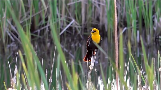 New study reveals genetic diversity is declining in plants and animals