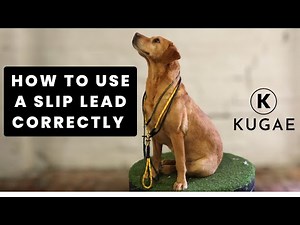How to Use a Slip Lead Correctly | Essential Dog Training Guide