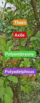 Practical Biology ✅ : Thorn, Axile & More! 🌿 Class 11 & NEET Tricks 🧬 #drhariomgangwar #NEET #shorts