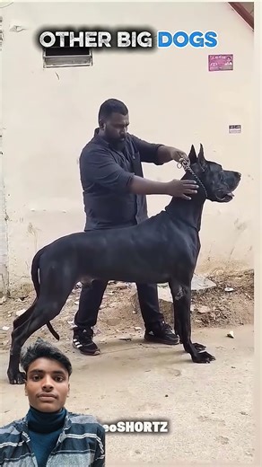 Other big dogs 🐶 #dog #troll #dogs #pittbull