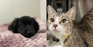 10 adorable adoptables available now at the Edmonton Humane Society (PHOTOS/VIDEOS) | Lifestyle