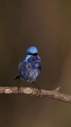 Male Splendid Fairy-Wren Calling Out | Australian Wildlife