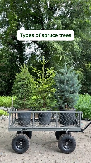 Live in a colder climate? Spruce trees are a classic choice for your landscape. 🌲 Plant one as a focal point in your yard, or plant in a row to create a privacy hedge. #sprucetree #evergreentrees #landscaping #landscapingideas #gardenideas #hedge #fastgrowingtrees | Fast Growing Trees