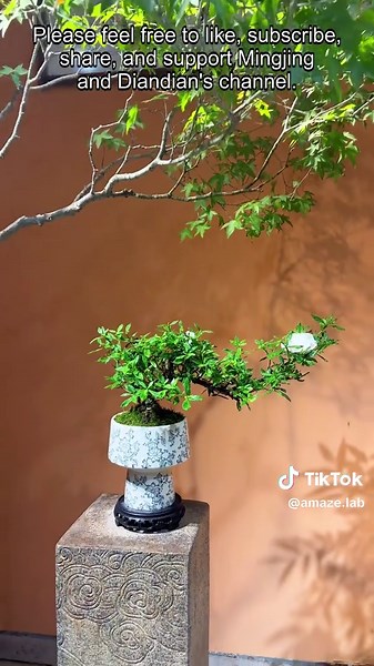 #indoorplants #plants