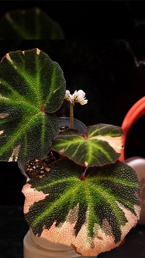 4.4K views · 87 reactions | On Wednesdays, we plant pink 勺濾勺...