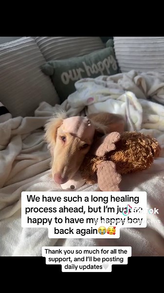 Incredible Recovery of Hydrocephalus Puppy, Murphy | Daily Updates