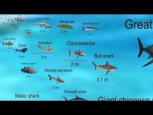 Fish size comparison updated