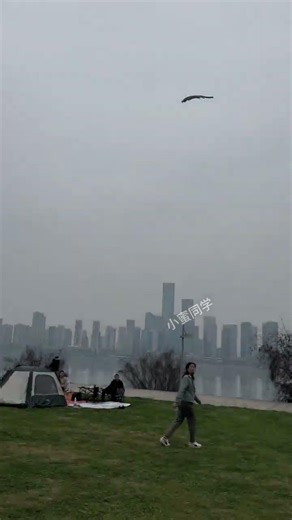 Sugar glider flying training #sugar glider #the confusion of cute pets behavior