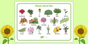 Plant Themed Adjectives Word Mat