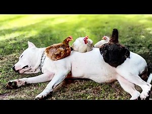 We're getting the squad back together! | Animal BFFF's