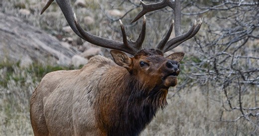 Colorado's primary draw application for hunters now open, closes April 7