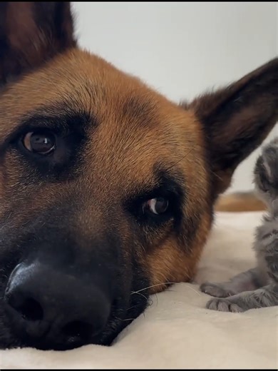 2.4K views · 67 reactions | German Shepherd Befriends Newborn Tiny Kitten! | Cat House | Facebook
