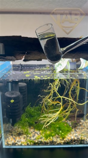 Catching a shrimp with the selection pipe #greendemon #garnelenzucht #caridina #shrimpbreeding