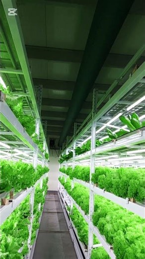 Commercial Hydroponic Lettuce Cultivation | NFT System Explained #hydroponicfarming #lettucegrow