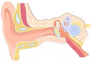 The parts of the Ear