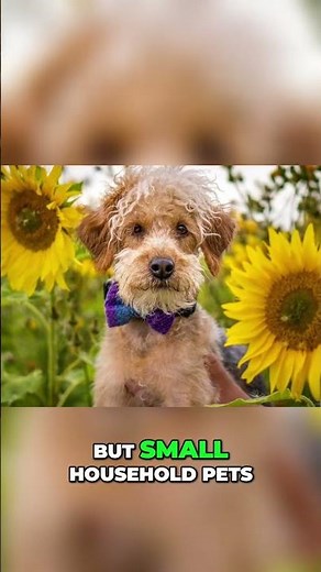 Thinking About a Jackapoo? Watch This First!