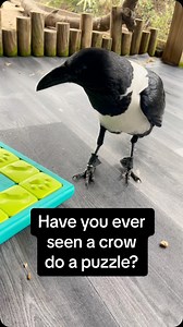 4.2K views · 821 reactions | Trixie gets ALL her meals in puzzles or something similar that she has to work to get the food out of. She loves problemsolving and using her brain, and it’s wonderful enrichment for her! #crow #crows #piedcrow #bird #birds #animals #coolanimals #smartanimals #birdwatching | Dark Wings Wildlife & Education | Facebook