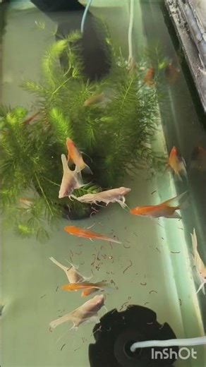 albino dantum and albino redcap angel fish feeding