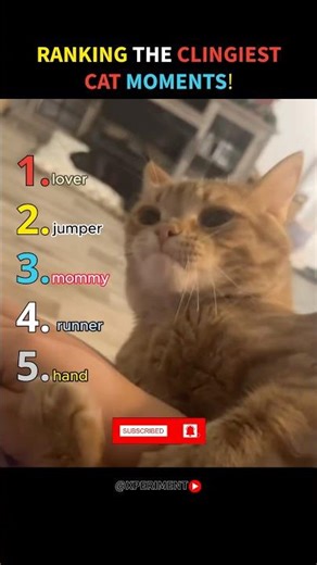 Ranking the clingiest cat moments😼! Bonus clips! #trending #shorts