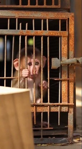 Trapped Baby Monkey in Cruel Cage — Heartbreaking Eyes Cry for Freedom